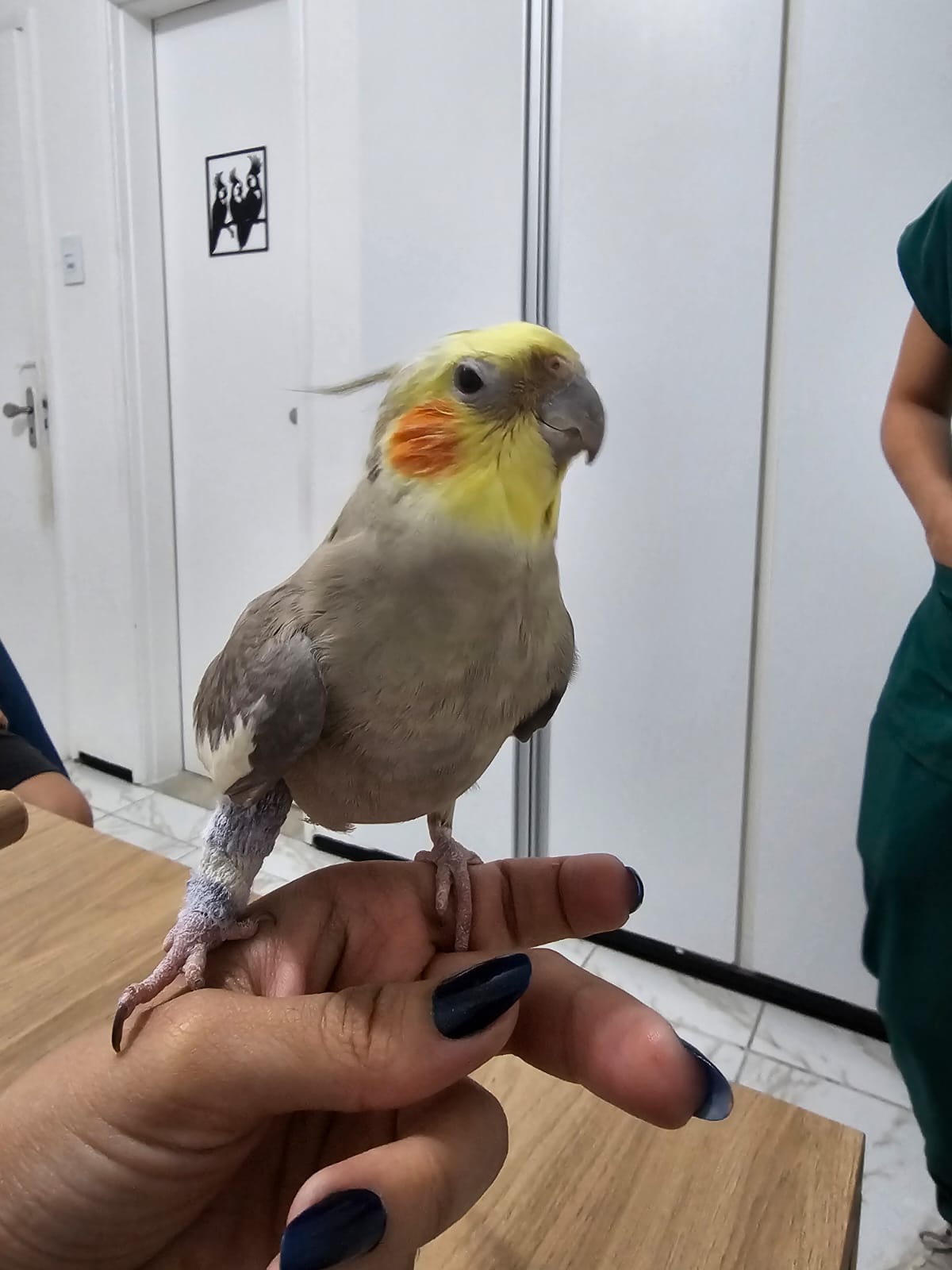 Ave atendida na Mako Clínica Veterinária