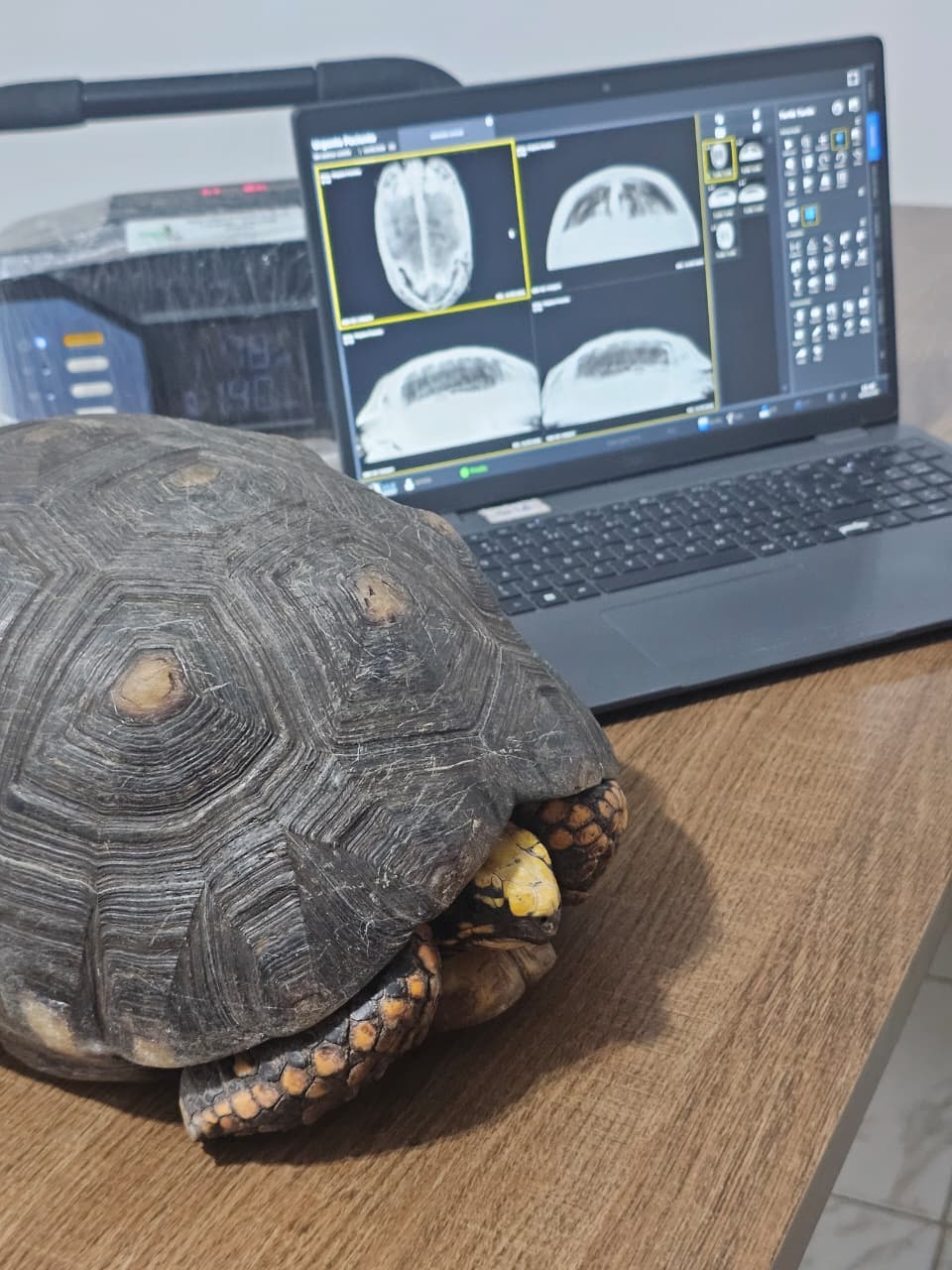 Paciente atendido na Mako Clínica Veterinária