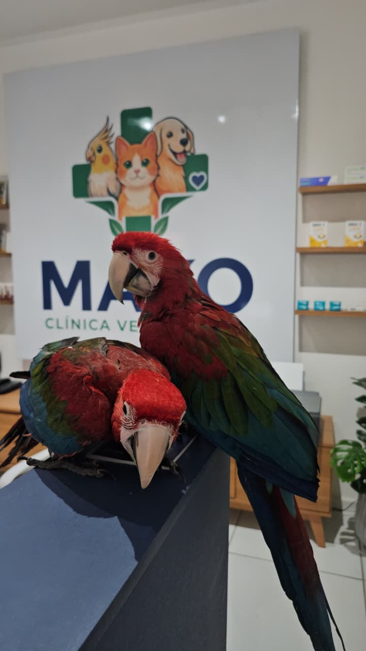 Paciente atendido na Mako Clínica Veterinária