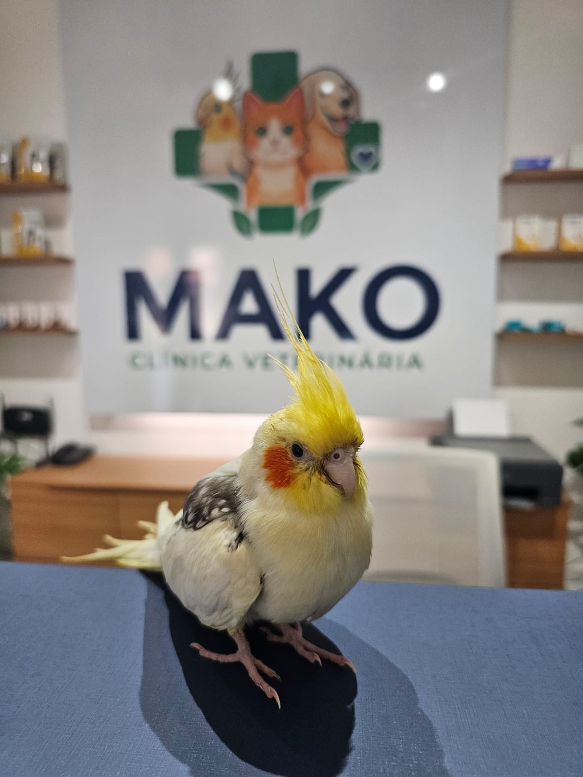 Paciente atendido na Mako Clínica Veterinária