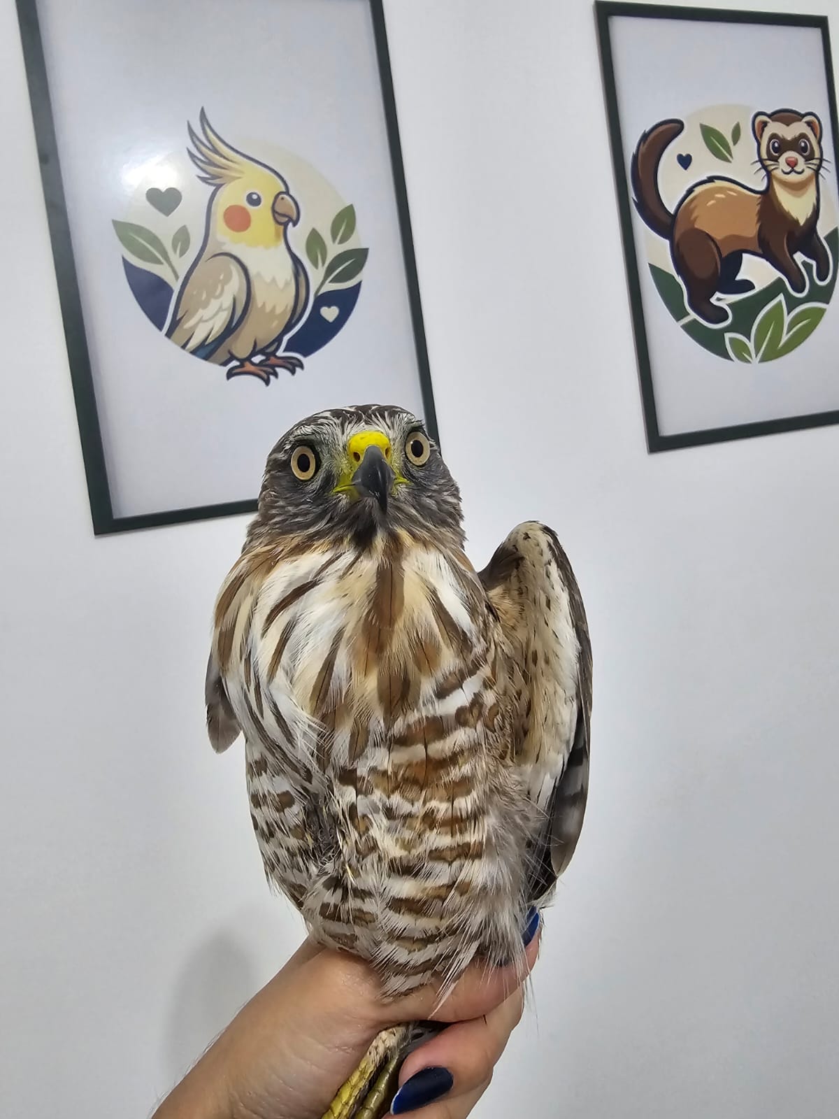 Paciente atendido na Mako Clínica Veterinária