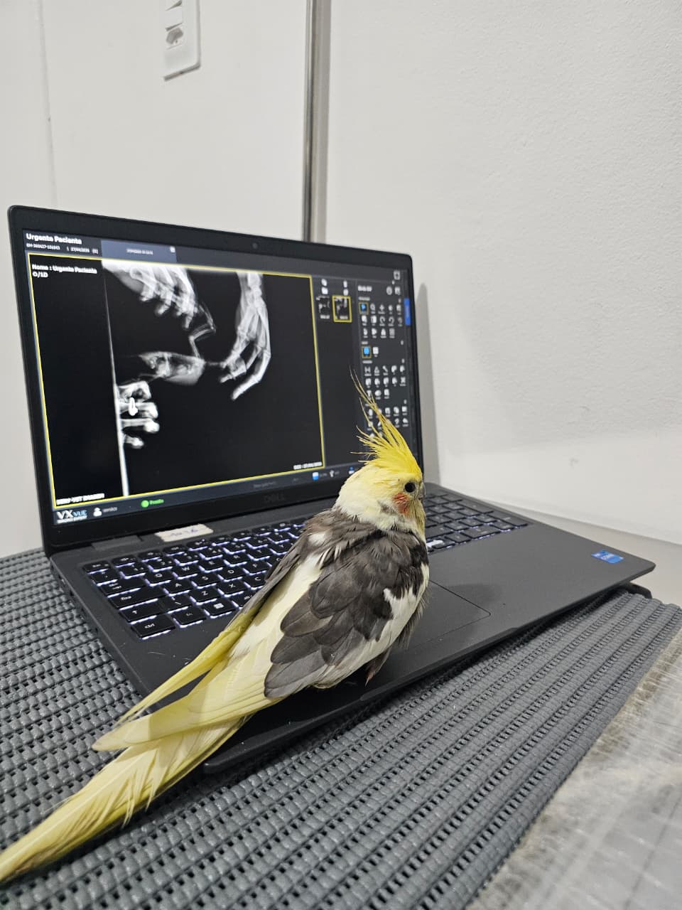 Paciente atendido na Mako Clínica Veterinária