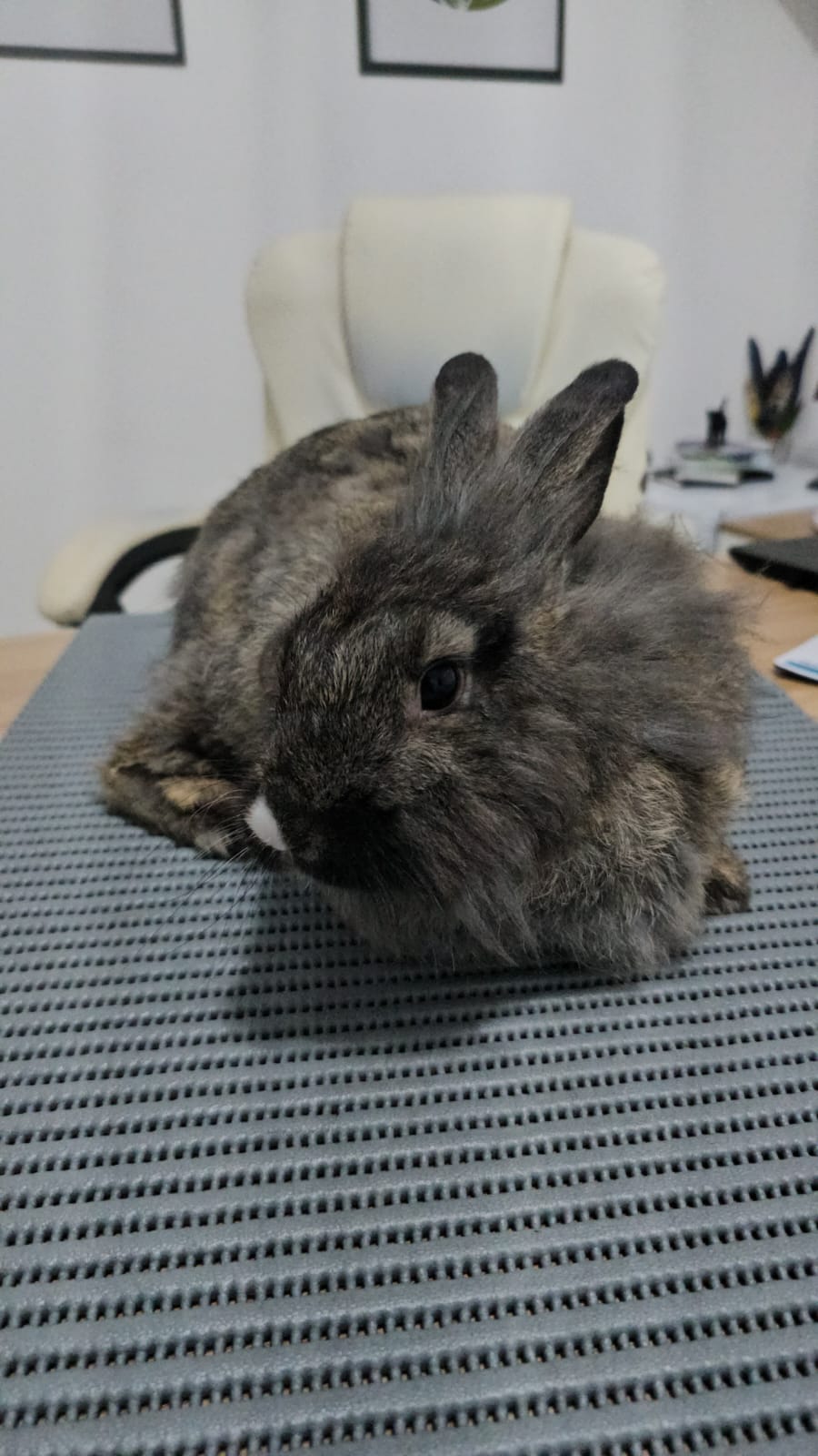 Paciente atendido na Mako Clínica Veterinária